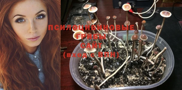 шишки Алзамай